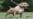 Así es una pelea de perros a vida o muerte en Cuba
